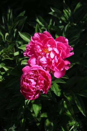 View above on two red flowers with yellow-white cores shining on green leaves backgroundの写真素材