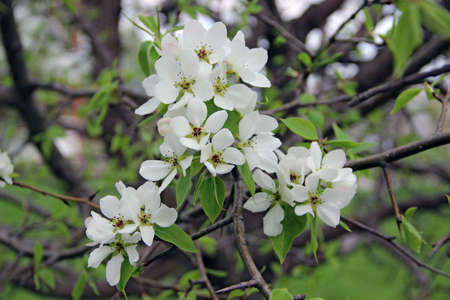 Amazing closeup image of an apple blossomの写真素材