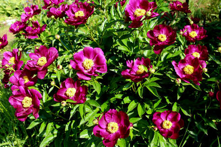 View above on the group of red flowers with yellow cores on green leaves backgroundの写真素材