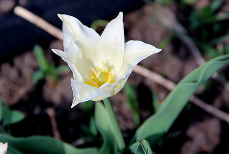 Macro photo of amazing flower with gentle white and yellow core on green grass backgroundの写真素材