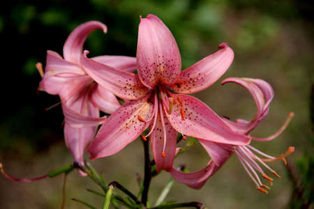 View above on beautiful flower with pink petals with black dots and pink stamensの写真素材