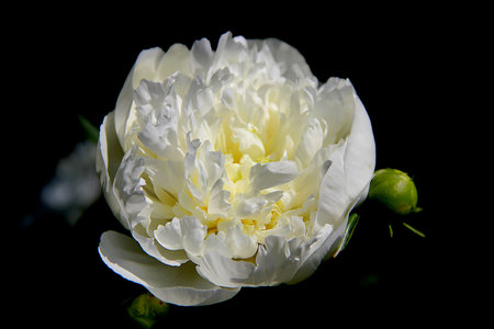 View from above on the white beautiful flower on dark backgroundの写真素材