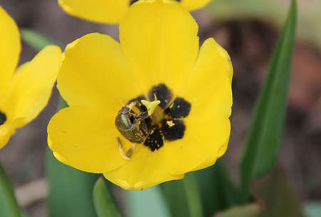 Macro image of a curious black beetle inside a yellow flowerの写真素材