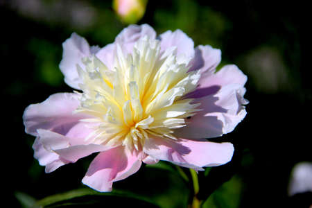 Macro image of a single beautiful flower with pale pink petals and white and yellow stamens.の写真素材
