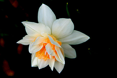 Macro photo of amazing flower with gentle white and yellow petals on green grass backgroundの写真素材