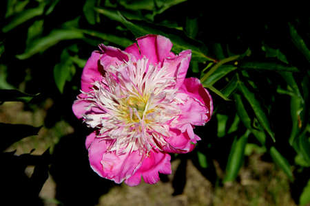 Beautiful flower with red and white petals. Macro image.の写真素材