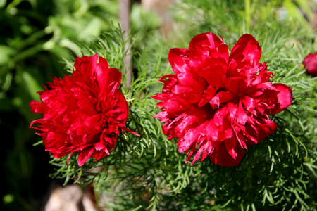 Two beautiful flowers on the greenの写真素材