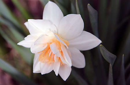 Macro photo of amazing flower with gentle white and yellow petals on green grass backgroundの写真素材