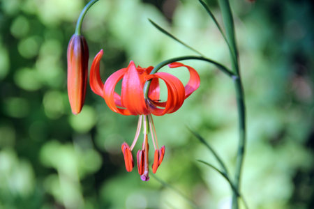 The beautiful bud of the red flower with the stamens hang down, and the petals are bent up.の写真素材