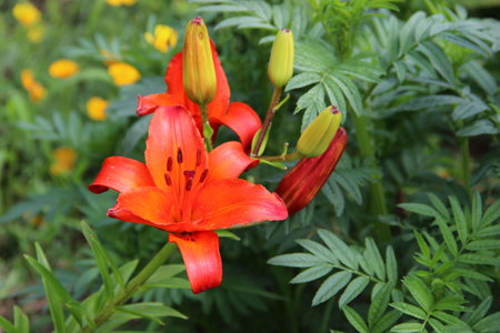 Awesome fire-orange flower with opened petals and four closed buds multicoloredの写真素材