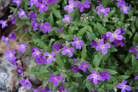 Blue tiny flowers like a butterflies with blue wings set on the green leavesの写真素材