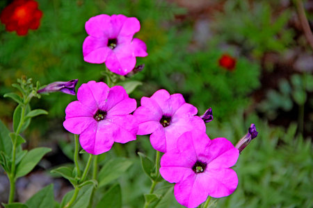 Pink extra bright some flowers in the garden in summer. Close-up photo.の写真素材