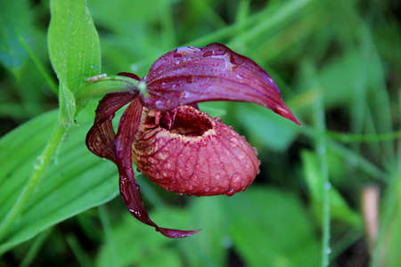Close-up image of a bud of a lady's slipper flower with drops of dew.の写真素材