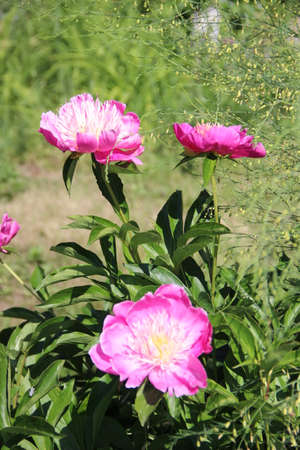 View against on the group of red flowers with yellow-white cores shining under the sunの写真素材