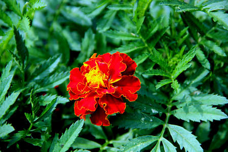 Macro photo of an amazing bright flower with red petals and yellow border, and a yellow coreの写真素材