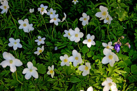 White flowers like a butterflies with white wings set on the green leaves