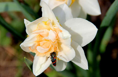 Two gentle white flowers with orange petals and black beetles with red stripesの写真素材