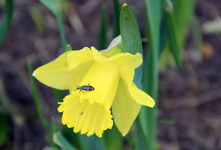 Macro image of a beautiful black beetle with bright red stripes on yellow flowerの写真素材