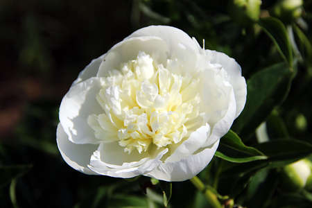 View from above on the white beautiful flower on dark backgroundの写真素材