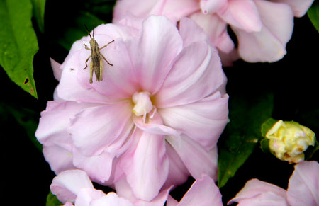 Wonderful macro image of a grasshopper sitting on a pale pink flower bud.の写真素材