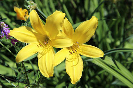 Awesome two yellow flowers open their petals towards sun. Macro image.の写真素材