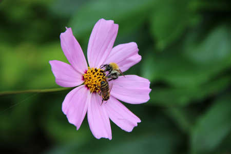 Two yellow stripe bees sitting on a core of beautiful flower and eating nectar.の写真素材