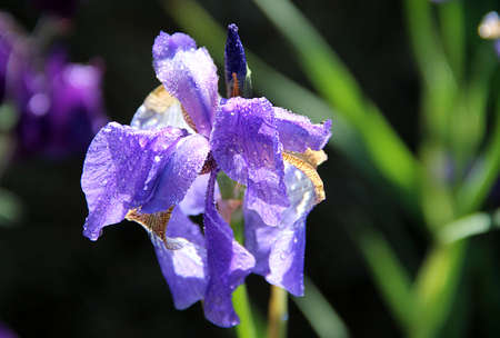 Drops of dew on the Violet Flower. Amazing closeup image