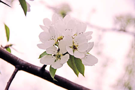 Amazing closeup image of an apple blossomの写真素材
