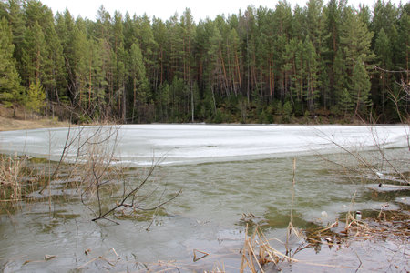 The upper corner of the rhombus of the frozen river rests in a coniferous green forestの写真素材