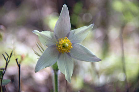 The lovely snowdrop is one of the first flowers to appear in the springの写真素材