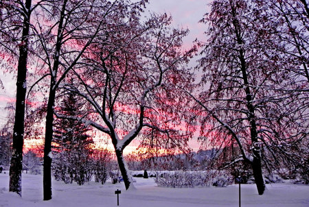 Crimson sunset in the park in winter. Through the branches of the trees, you can see the sky in red stripes. The setting sun is visible above the treetops in an orange semicircle.の写真素材