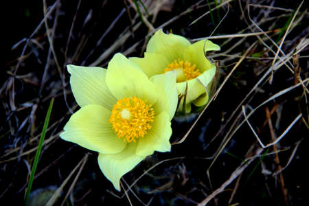 The lovely snowdrop is one of the first flowers to appear in the springの写真素材