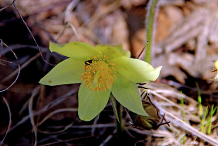 The lovely snowdrop is one of the first flowers to appear in the springの写真素材