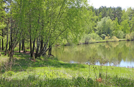 Beautiful spring landscape of the lakeshore among the trees.の写真素材