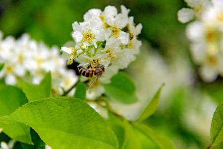 A branch of a wild apple tree at the time of flowering and honey collection.の写真素材