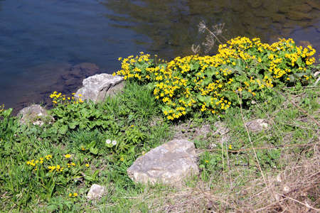 Group of the yellow flowers on the riverbank. Dark cold water and green grass sprawling through the stones.の写真素材