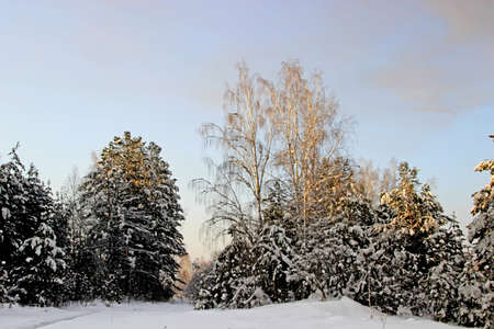 A few birches among the coniferous trees in winter. Snow covers the branches of trees, snowdrifts and clear frosty sky.の写真素材