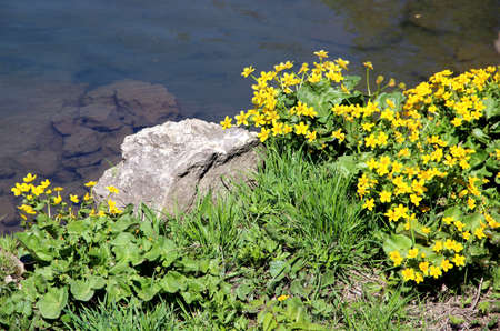 Group of the yellow flowers on the riverbank. Dark cold water and green grass sprawling through the stones.の写真素材
