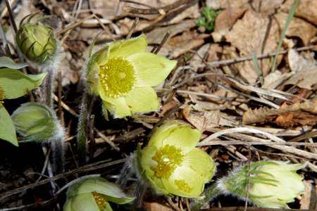 The lovely snowdrop is one of the first flowers to appear in the springの写真素材