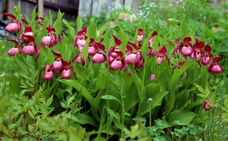 Lady's slipper flowers in a row among the green of leaves and grass. Springtime backyard.の写真素材
