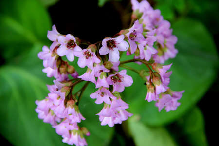 A cluster of small flowers with soft pink petals on a background of green leaves. Top view.の写真素材