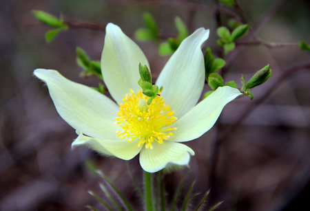The lovely snowdrop is one of the first flowers to appear in the spring