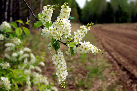 A branch of a wild apple tree at the time of flowering and honey collection.の写真素材