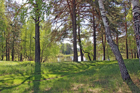 Spring landscape. The road, covered with green grass, cuts through the forest. Among the tree trunks, you can see the water of a forest lake.の写真素材