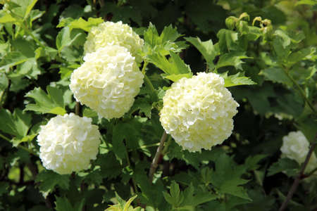 Three buds of White Hydrangea close-up in blooming time.の写真素材