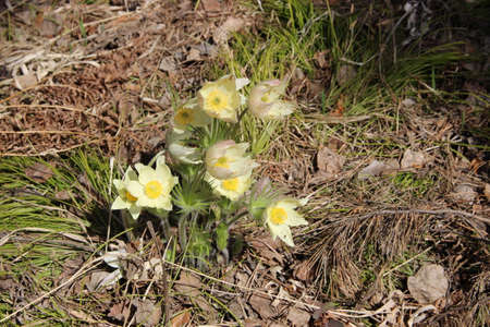 The lovely snowdrop is one of the first flowers to appear in the springの写真素材