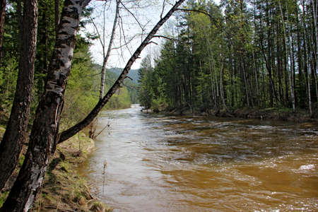 Small and fast river carries its water among green trees and bushes, and blue cloudless sky over thereの写真素材