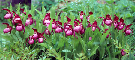 Lady's slipper flowers in a row among the green of leaves and grass. Springtime backyard.の写真素材
