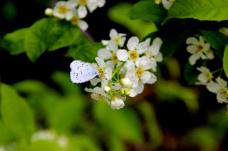 A branch of a wild apple tree at the time of flowering and honey collection.の写真素材