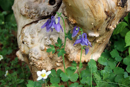 Two iris flowers on the background of a rotten stump.の写真素材